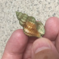 Atlantic oyster drill snail shell photo