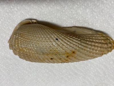 Angelwing shell photo