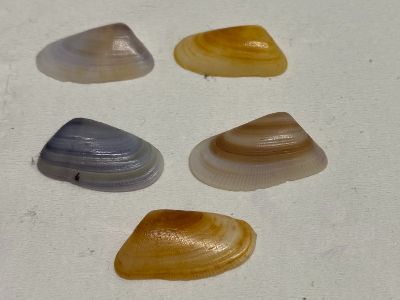 Coquina shell photo