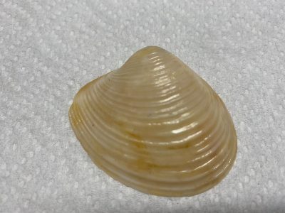 Duck clam seashell photo