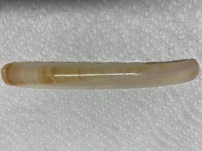 Jackknife clam shell photo