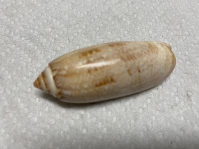 Lettered Olive Seashell