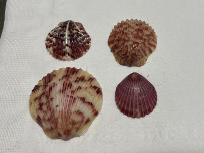 Scallop shell photo