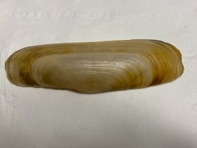 Razor clam shell photo