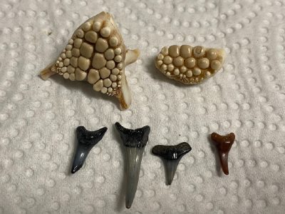 Shark tooth identification