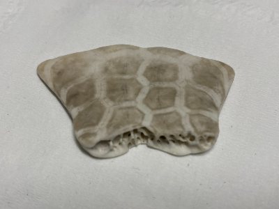 Black checkered pattern sand dollar photo