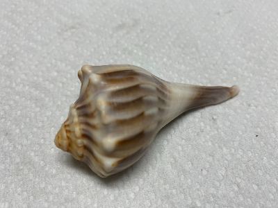 Whelk seashell photo