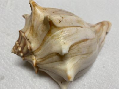 Whelk seashell photo