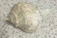 Channeled Whelk shell photo