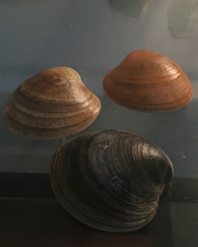 clam shell photo