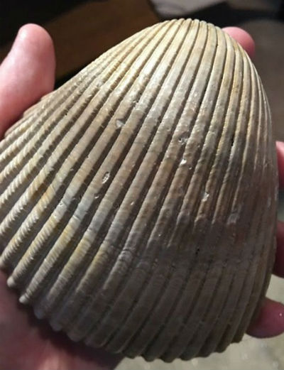 cockle seashell photo