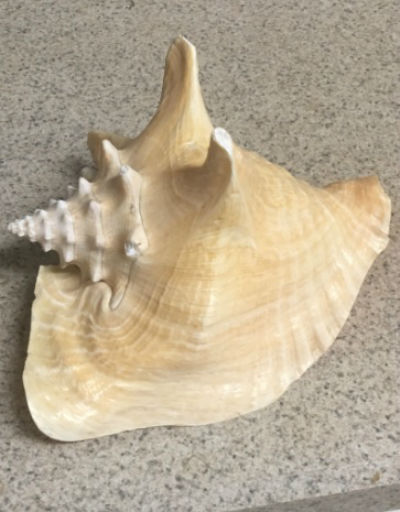 conch shell photo