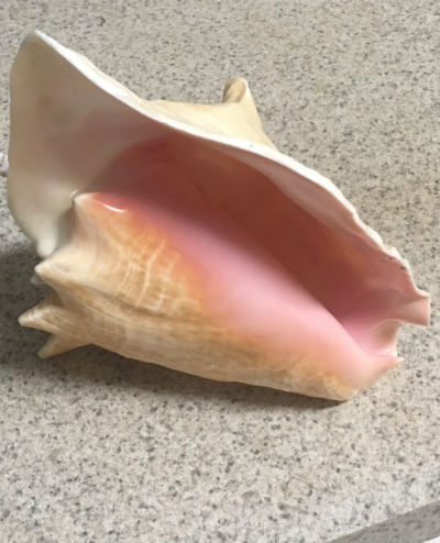 conch seashell photo