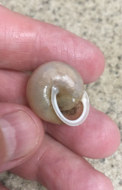 freshwater snail shell photo