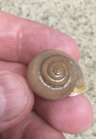snail shell photo