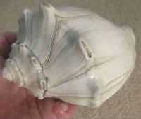 Knobbed Whelk shell photo