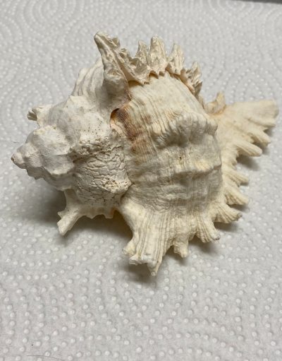 Murex seashell picture