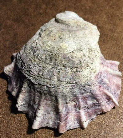 Oyster shell photo