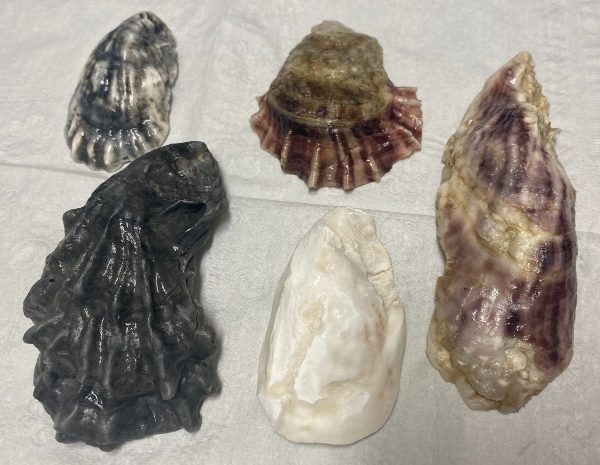 Oyster shell examples