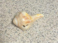Pear Whelk shell photo
