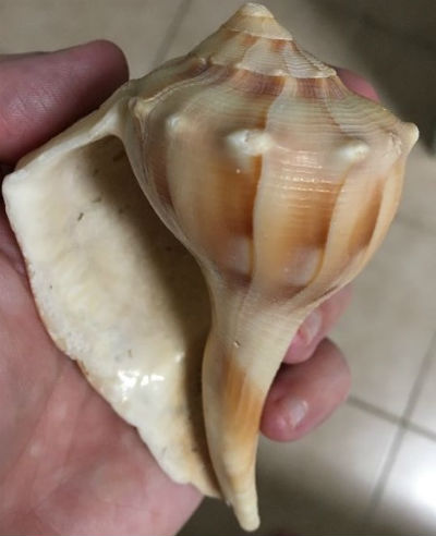 Lightning Whelk shell photo