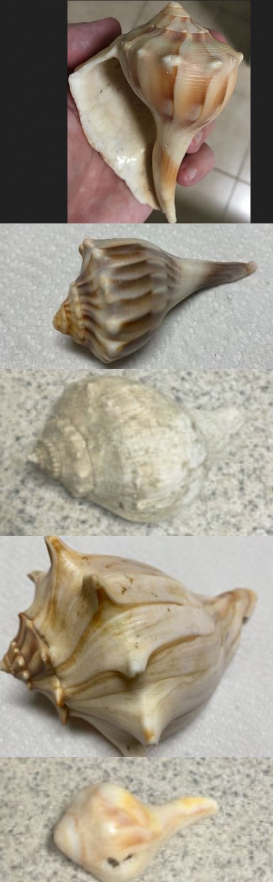 Whelk shell examples